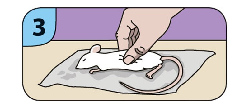 Frozen Feeder Thawing Guide: Step 3